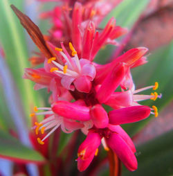 Close-up of pink flower