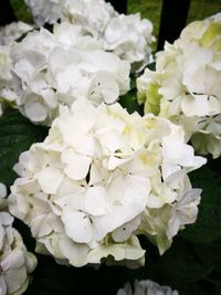 Close-up of white flowers