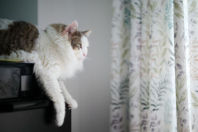 Close-up of a cat looking away
