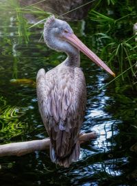 View of duck in lake