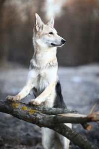 Dog sitting in forest