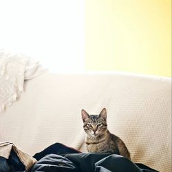 Portrait of cat relaxing on sofa at home