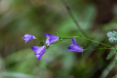 Close-up of purple flowers