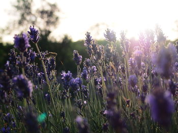 Purple flowers blooming outdoors