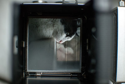 Close-up of cat photograph on camera