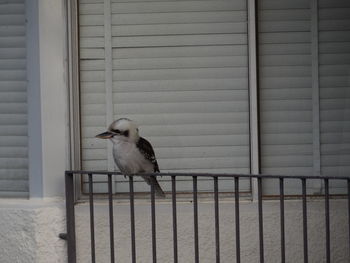 Close up of kookaburra bird perching on railing in sydney