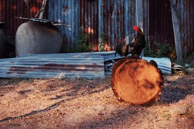 Chicken bird on log in yard