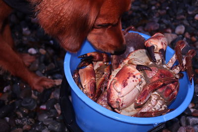 Close-up of dog sniffing crabs in a bucket
