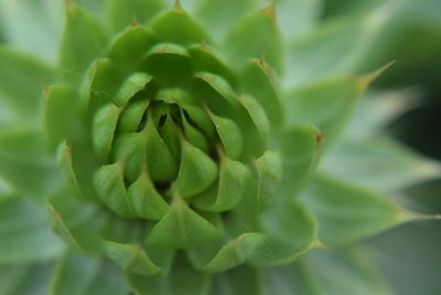 Close-up of leaves