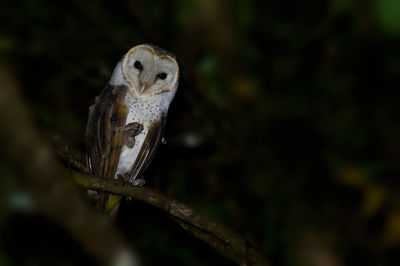 Close-up of owl perching on tree