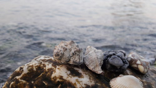 Close-up of crab on rock in sea