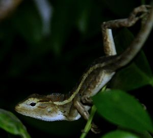 Close-up of lizard on leaf