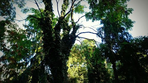 Low angle view of trees against sky