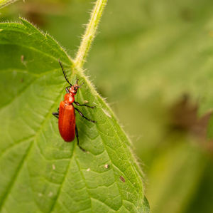 Close-up of insect on leaf