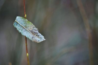 Close-up of dry leaf hanging on twig