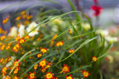 Close-up of flowering plant on field