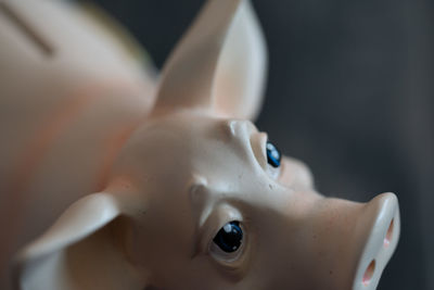 close-up