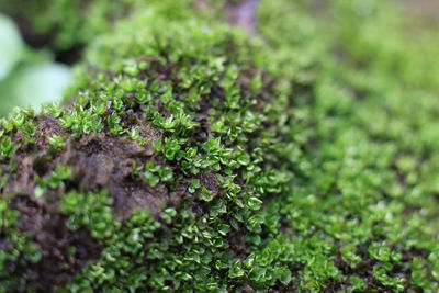 High angle view of plant growing on field