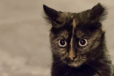 Portrait of cat