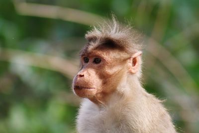 Close-up of monkey