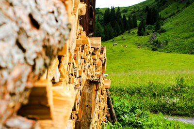 Stack of wooden logs on grass