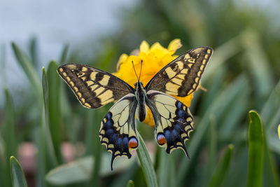 Close-up of butterfly pollinating on flower