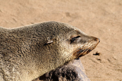 Close-up of sea lion on sand