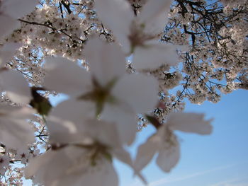 Close-up of tree against sky