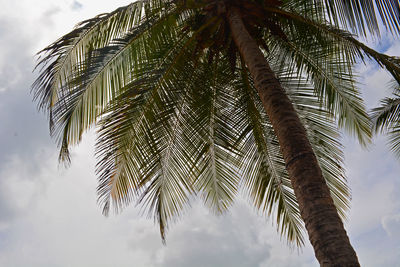 Low angle view of palm trees against sky