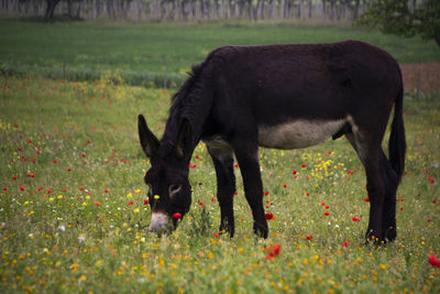 Horse grazing in a field
