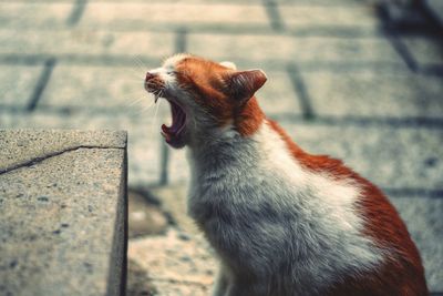 Side view of cat yawning by concrete