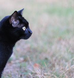 Close-up of cat