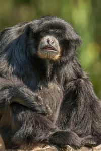 Close-up of gorilla looking away