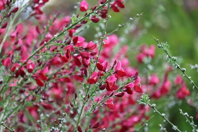 Close-up of pink flowering plants