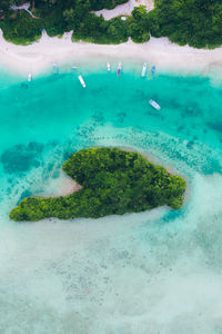 High angle view of coral in sea