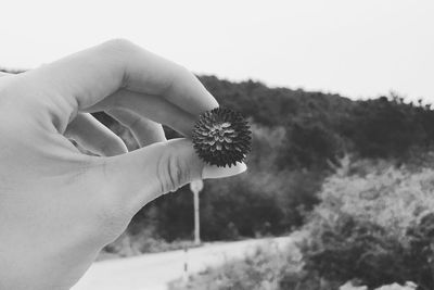 Close-up of hand holding flower against blurred background