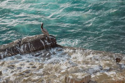 High angle view of birds on rock formation at sea