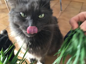 Close-up portrait of cat