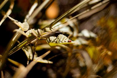 Close-up of insect on flower