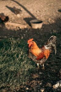 Close-up of rooster on land