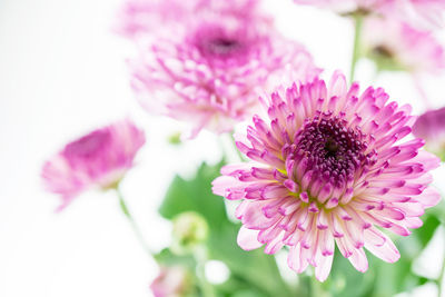 Close-up of pink flower