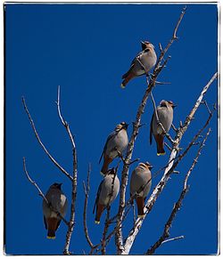 Low angle view of birds perching on blue sky