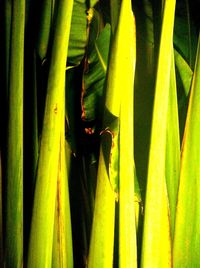 Full frame shot of green plants