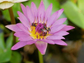 Close-up of bee pollinating flower
