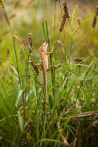 Close-up of insect on grass