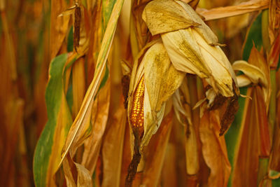 Close-up of crops