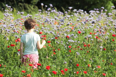 Rear view of girl standing amidst flowers