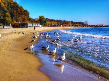 View of birds in the lake