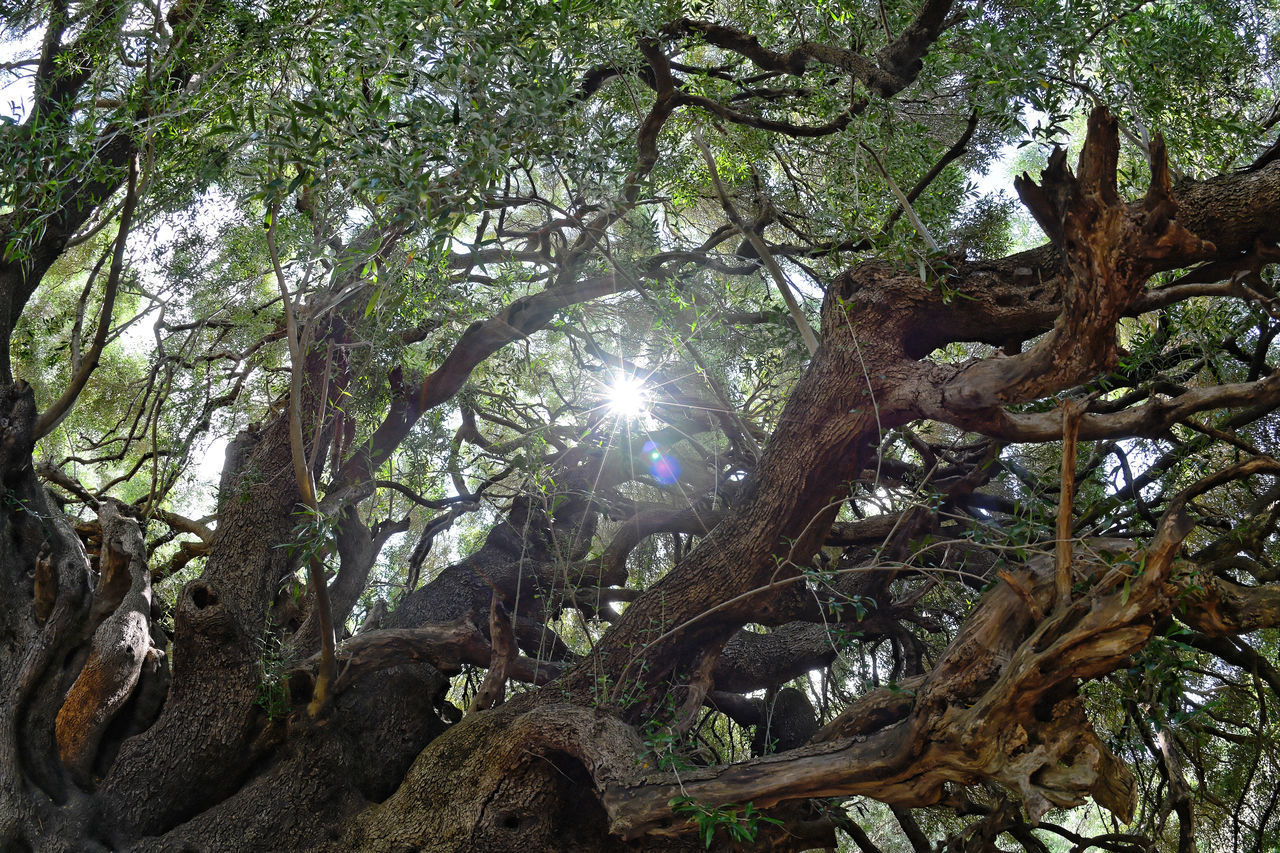 SUNLIGHT STREAMING THROUGH TREES IN FOREST