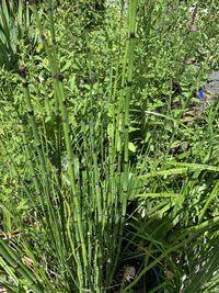 Full frame shot of bamboo plants on field